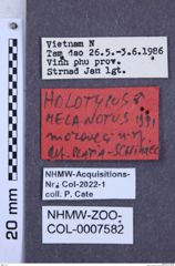 Etiketten zu Melanotus moraveci (NHMW-ZOO-COL-0007582)